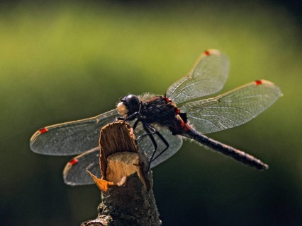 Leucorrhinia Rubicunda, Nordic Moosmaid, Northern White-Faced Darter, Ruby Whiteface, Anisoptera,