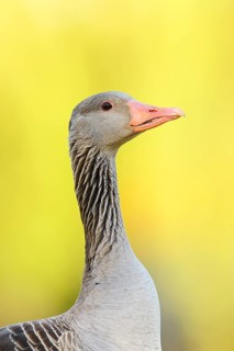 Greylag goose (Anser anser), portrait, North Rhine-Westphalia, Germany