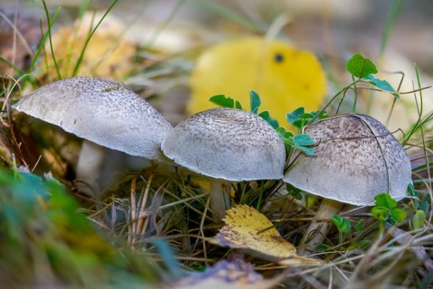 Yellowing terling, narrow-spored yellowing earterling, silver-gray earterling, tricholoma