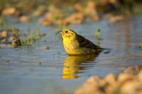Emberiza Citrinella, Yellowhammer, Yellowhammer, Bath, Bird Bath, Birds, Mirror, Passeri,