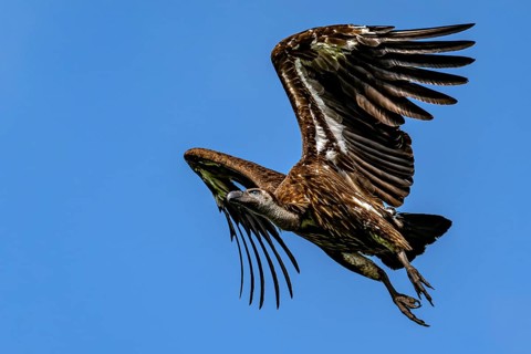 Vulture, Bengal vulture, white-rumped vulture (Gyps bengalensis), Chitwan National Park, jungle,