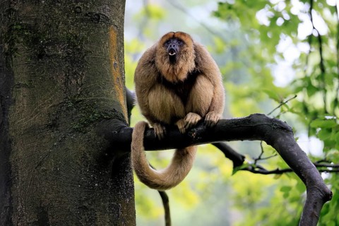 Black howler monkey (Alouatta caraya), adult, female, tree, sitting, calling, South America