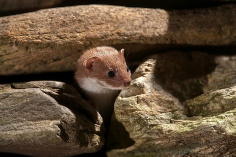 Carnivora, least weasel, mouse weasel, mustela nivalis, predators, mammals, raptors, mammals
