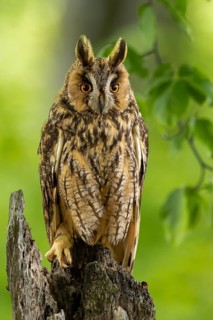 Long-eared owl visible on a tree in the middle of a dense green forest, Long-eared owl (Asio otus),