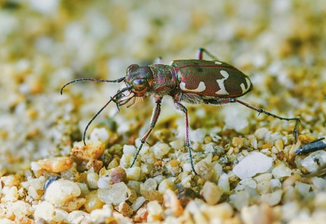 Cicindela hybrida, dune sandground beetle, copper-brown sandground beetle, sandground beetle,