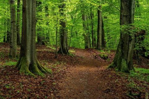 An idyllic, leaf-strewn forest path winds its way between the trunks of ancient European beech