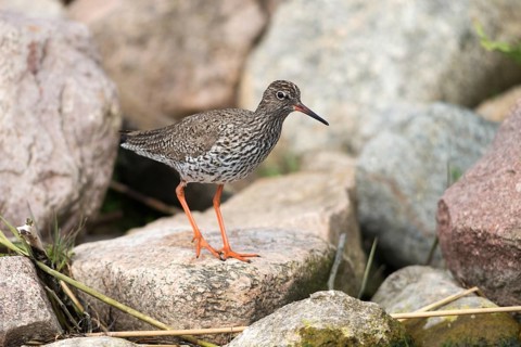 Redshank, redshank, tringa totanus, birds, charadriiformes, limikolen, snipe birds, scolopacidae,