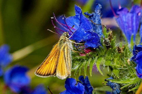 A yellow butterfly is perched on a bright blue flower in a natural setting: an Essex skipper on a