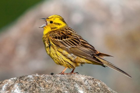Brandenburg, Emberiza Citrinella, Germany, Yellowhammer, Nabu, national natural heritage, natural