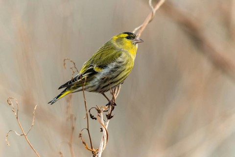 Carduelis spinus, siskin, spinus spinus, siskin, birds, male, passeri, songbirds, birds