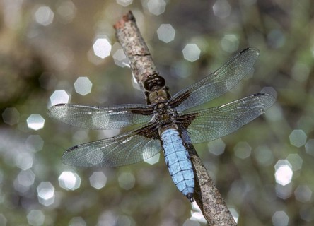 Broad-Bodied Chaser, Libellula Depressa, Flatbelly, Anisoptera, Damselflies, Dragonflies, Insects,