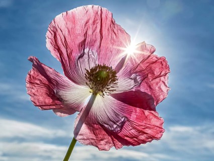 A pink poppy in the sunlight against a blue sky, with delicate petals, a sleep poppy in bloom near
