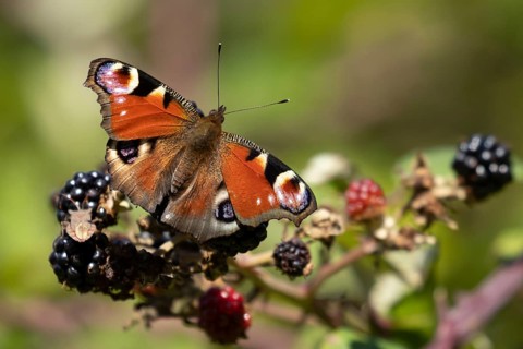 Peacock butterfly (Aglais io) adult insect feeding on a blackberry fruit of a Bramble bush in