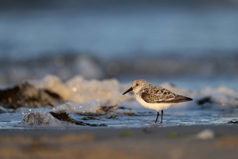 Avocet (Recurvirostra avosetta), Texel, Netherlands