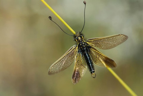 Baetian owlfly, baetian butterfly shaft, dragonfly baeticus, butterfly, extremadura, insects,