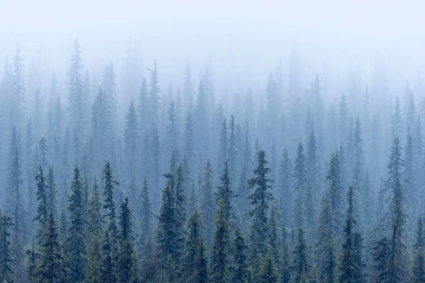Boreal coniferous forest in fog, Norrbotten, Lapland, Sweden, October 2010