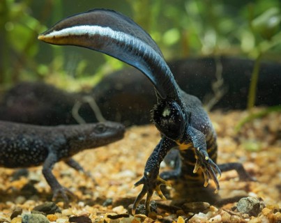 Great crested newt, crested newt, northern crested newt, Triturus cristatus, amphibians,