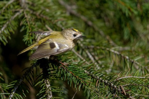 Goldcrest, golden chicken, Regulus regulus, winter golden chicken, birds, male, passeri, songbirds,