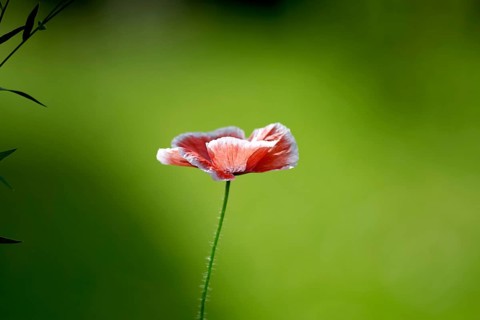 Corn poppy (Papaver rhoeas), single flower, red, sunlight, colourful, The delicate flower shines in