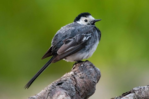Wagtail, Motacilla Alba, White Wagtail, Birds, Passeri, Songbirds, Birds