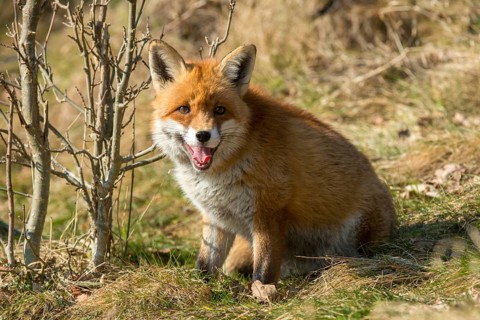Carnivora, predators, red fox, vulpes vulpes, fox, mammals, raptors, mammals, mammals