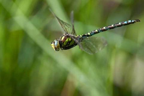 Aeshna cyanea, blue-green mosaic maiden, southern hawker, anisoptera, damselflies, dragonflies,
