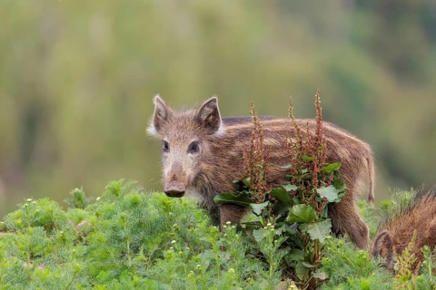Two wild boar piglets (Sus scrofa) are out foraging in a green clearing on an overcast day.