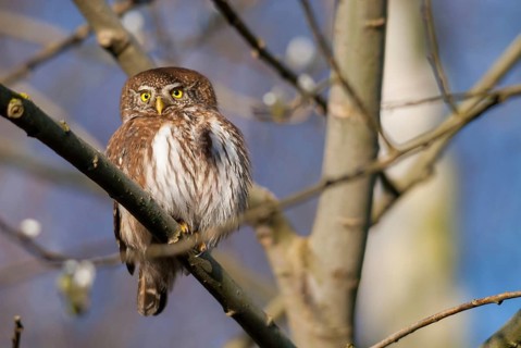 Glaucidium passerinum, pygmy owl, passerine owl, birds, owls, strigiformes, birds
