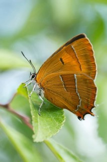 Birch tip, kidney spot, thecla betulae, brown hairstreak, butterfly, female, high size, portrait