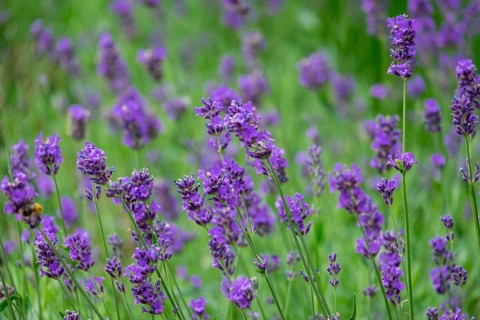 Blooming lavender with soft purple hues, Germany