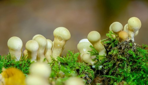 Apioperdone pyriforme, pear bovist, pear dusting, lycoperdone pyriforme, morganella pyriformis,