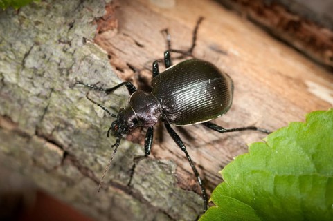Calosoma inquisitor, small doll predator, climbing beetle, lesser searcher, beetle, coleoptera,