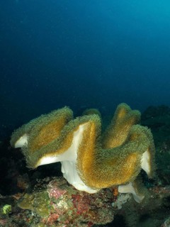 Elegantly undulating mushroom leather coral (Sarcophyton glaucum), leather coral resting