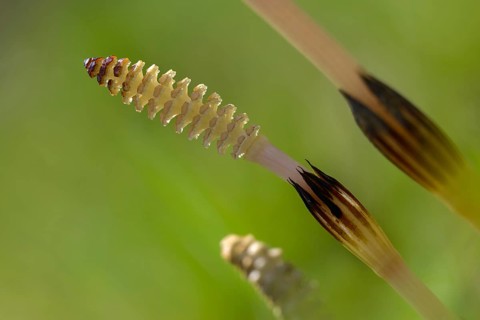 Field pewter herb, field horsetail, equisetaceae, equisetum arvense, panytail, horsetail, sheep