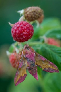 Deilephila porcellus, small wine enthusiast, small elephant hawk moth, sphingidae, flew off,