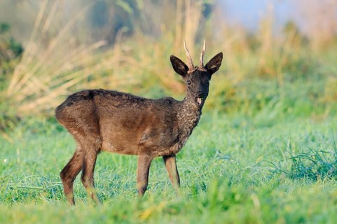 European roe deer (Capreolus capreolus), black roebuck standing in a meadow, Lower Saxony, Germany