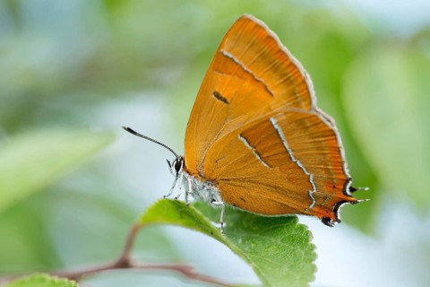Birch tip, kidney spot, thecla betulae, brown hairstreak, butterfly, female, insects, butterfly,