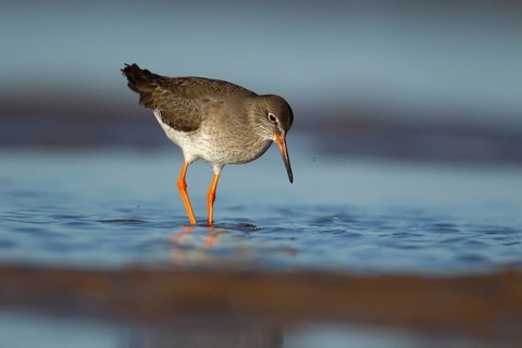 Common redshank (Tringa totanus) adult wading bird in water of a shallow lagoon, Norfolk, England,