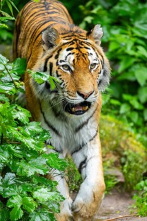 Siberian tiger (Panthera tigris tigris) walking through bushes on a rainy day, captive, Germany