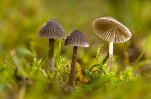 Grey nitrate helmet, mycena leptocephala, nitrate helmet, stinging helmet, fungi, fungus, nitrous