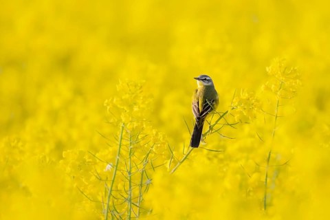 In spring, a nuthatch sits in a blooming canola field near Frankfurt am Main, Frankfurt am Main,