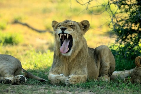 Lion (Panthera leo), adult, male, young male, lying down, yawning, on the ground, Kruger National