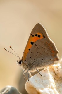 Fire butterfly, small fire butterfly, Lycaena phlaeas, small copper, butterfly, high size, portrait