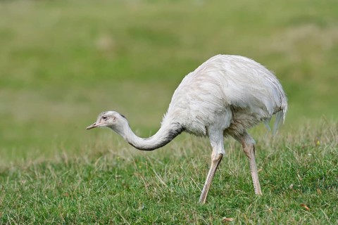 A greater rhea (Rhea americana) stands in a meadow, an introduced species in northern Germany,