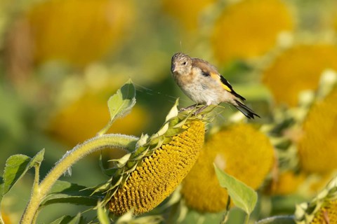 European goldfinch (Carduelis carduelis) juvenile garden bird on a sunflower seedhead in summer,