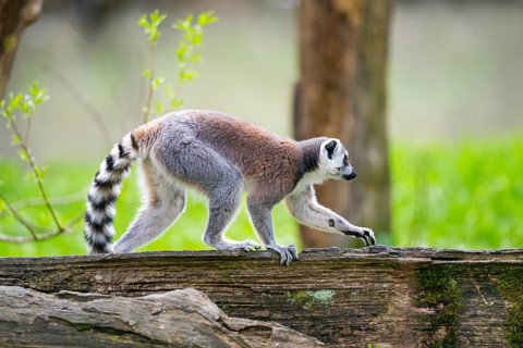 Ring-tailed lemur (Lemur catta) walking on an old tree trunk, captive, Germany