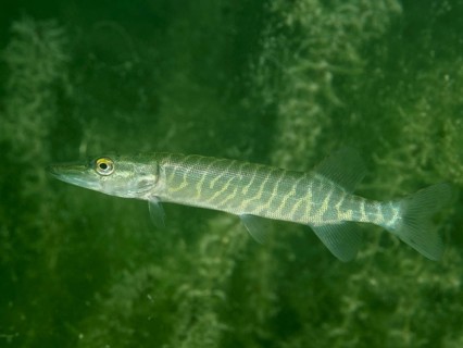 A pike (Esox lucius) glides calmly through the green underwater world at the Baumgärtli dive site,