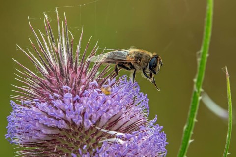 A dung bee (Eristalis tenax) perched on a flowering wild teasel (Dipsacus fullonum), close-up,
