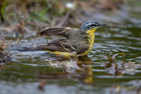 Motacilla Flava, Sheeptail, Western Yellow Wagtail, Meadowtail, Yellow Wagtail, Bath, Birds, Male,