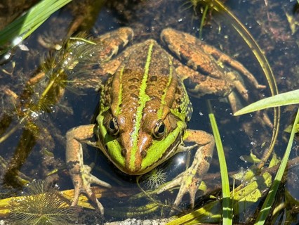 A pool frog (Pelophylax esculentus) lying in the water, Upper Bavaria, Bavaria, Germany